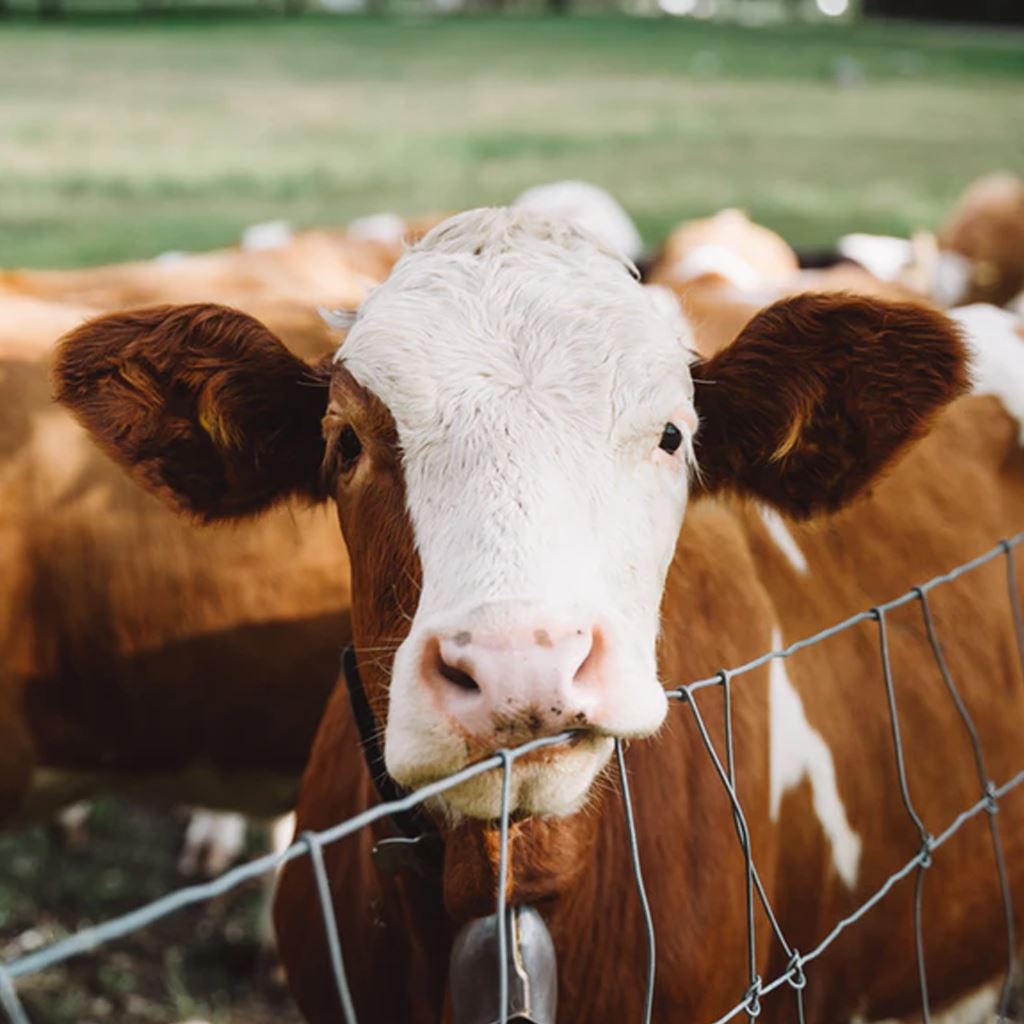 Buy Cattle Feed Online Southside Stockfeeds Kilmore