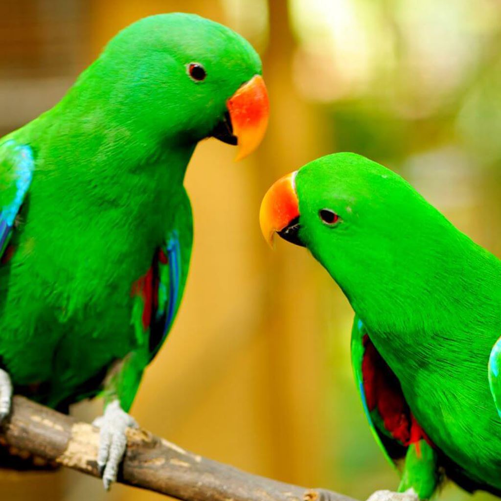 Bird Products & Supplies