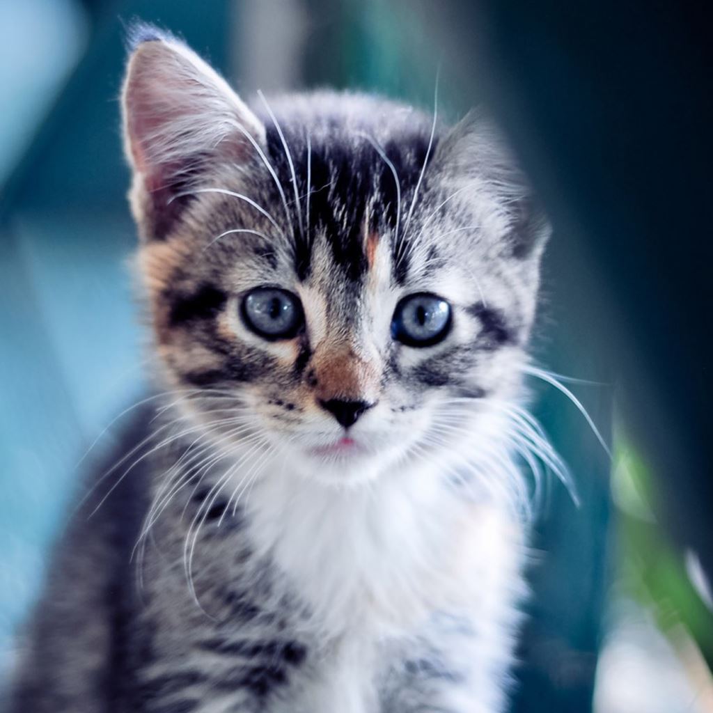 Cat Supplies & Products