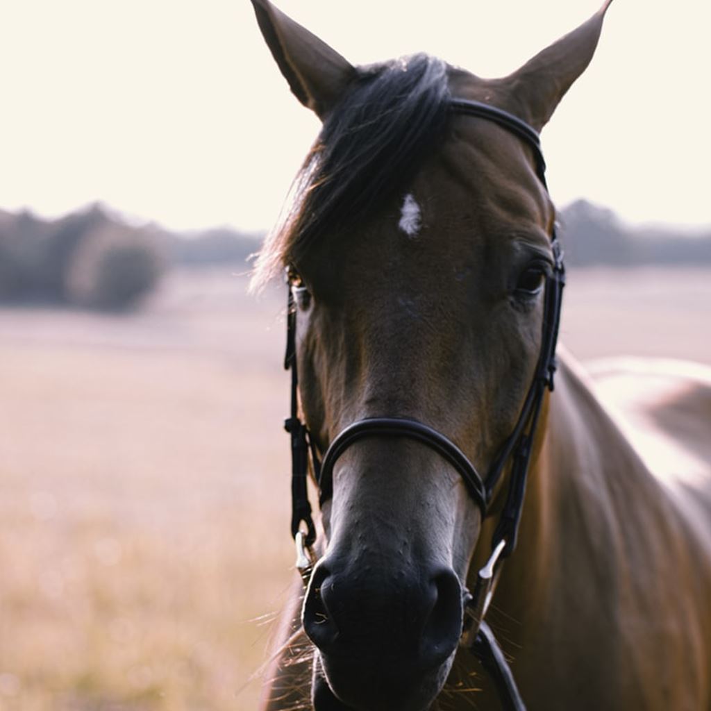 Buy Horses Product & Supplies Online Southside Stockfeeds Kilmore