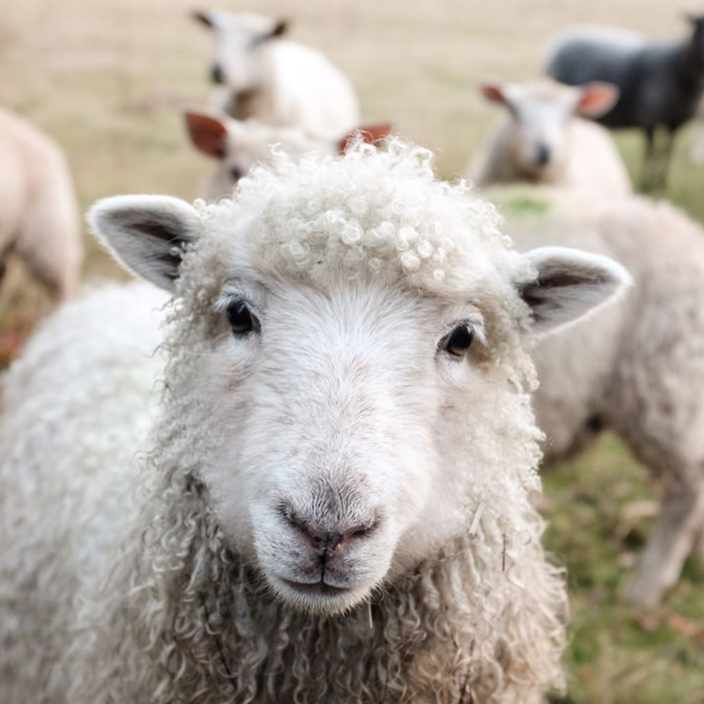 Sheep Products & Supplies