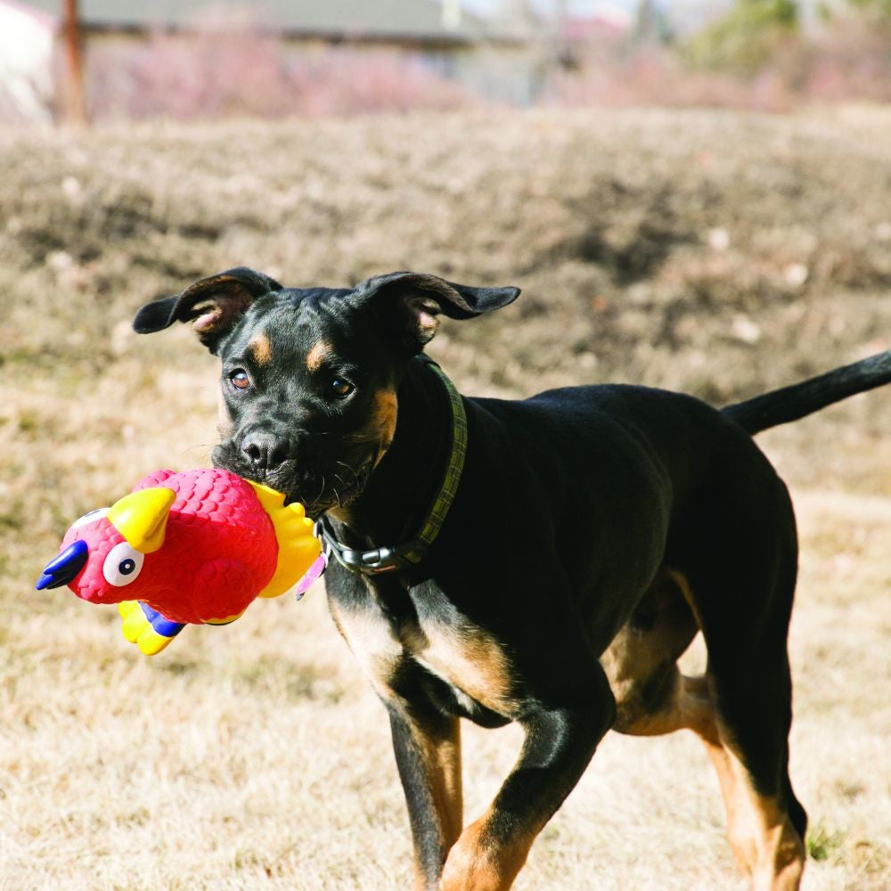 Kong Wiggi Parrot Small.