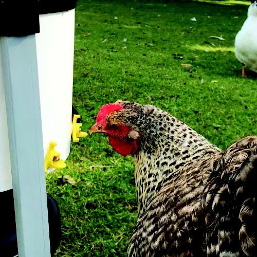 Bainbridge Horizontal Nipple Poultry Each.