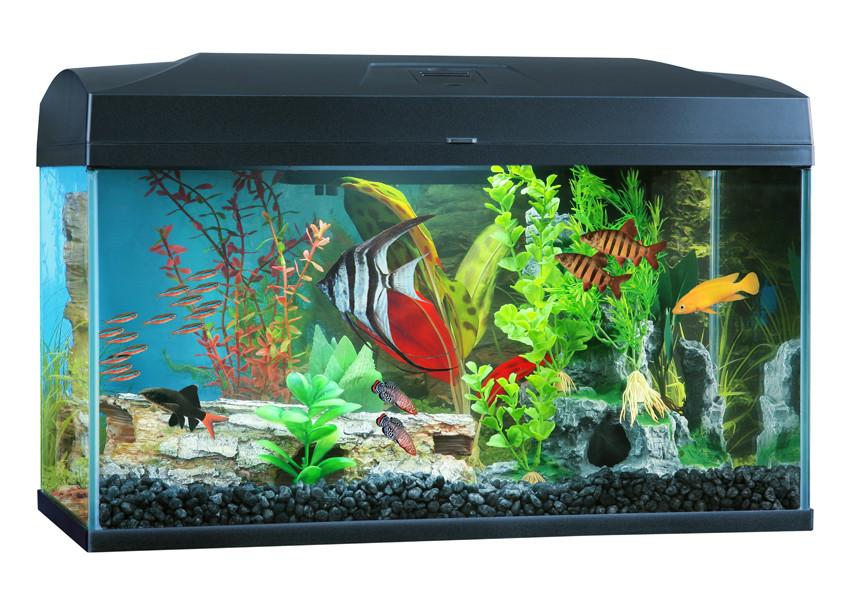 Glass aquarium 50l