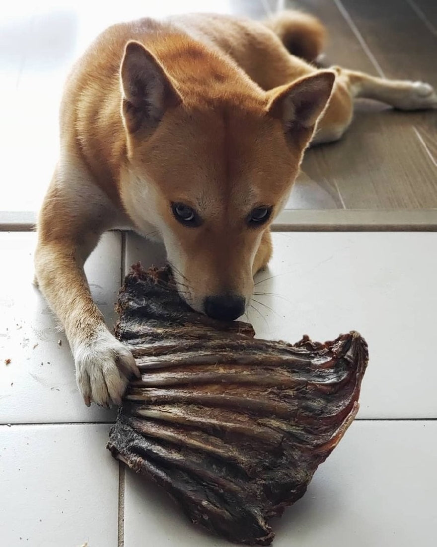 WAG KANGAROO RIB