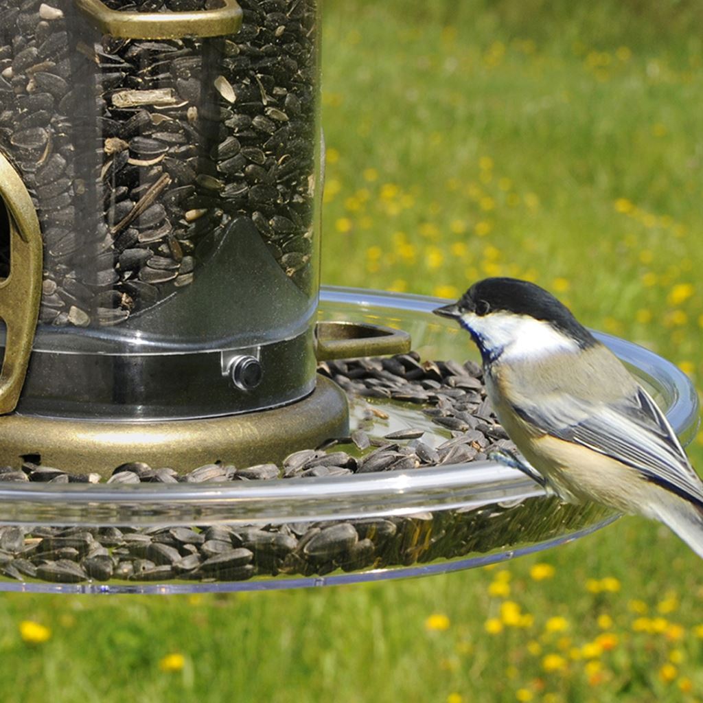 Bird Feeding Accessories