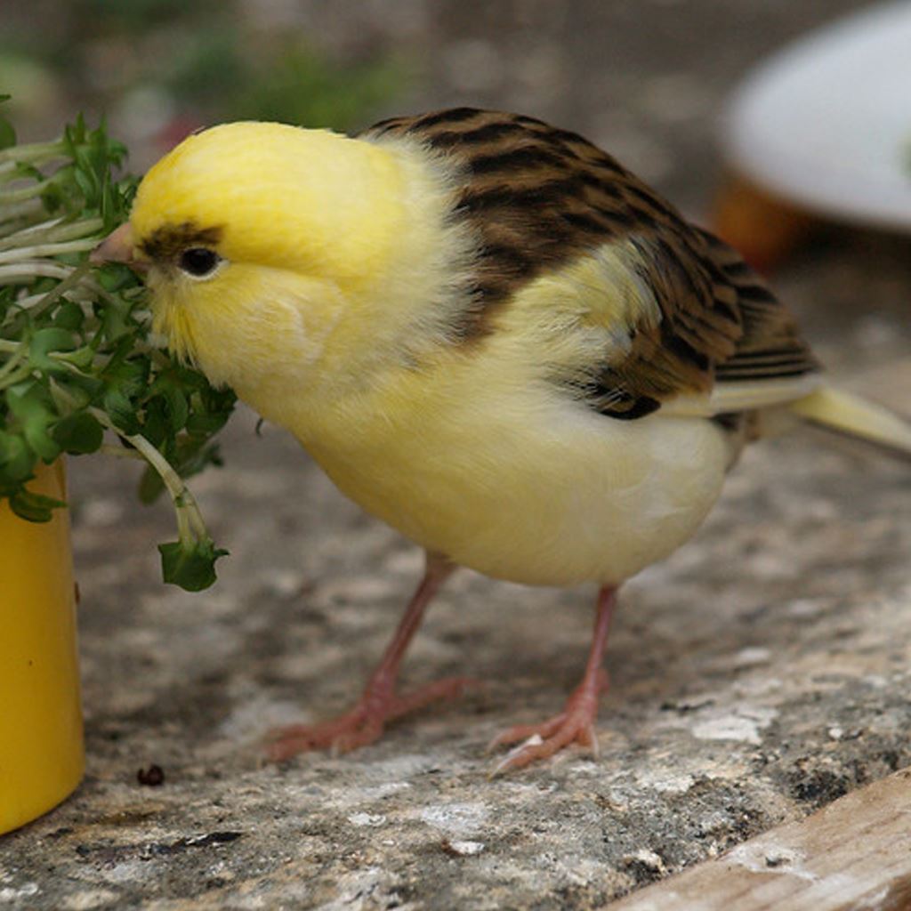 Bird Food & Treats