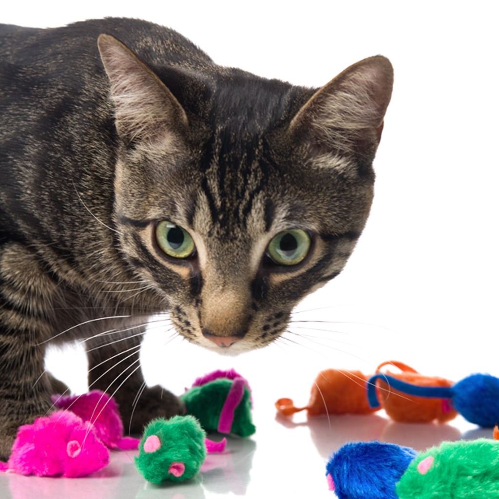 Cat Toys