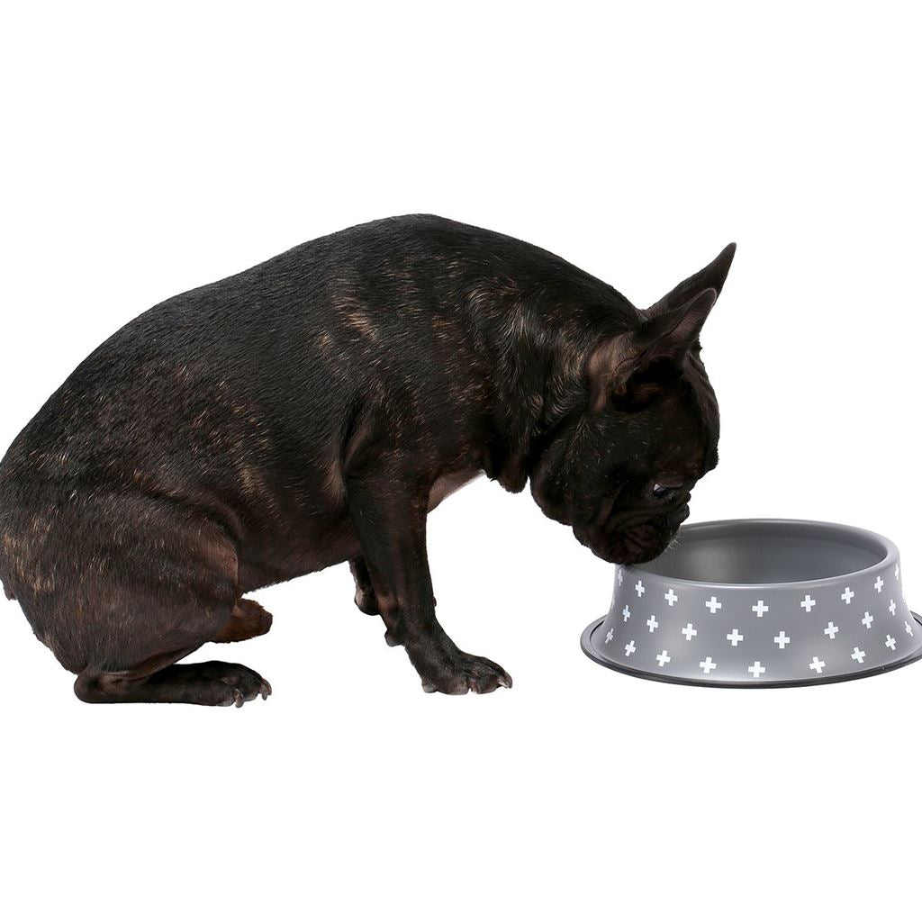 Dog Feeding & Accessories