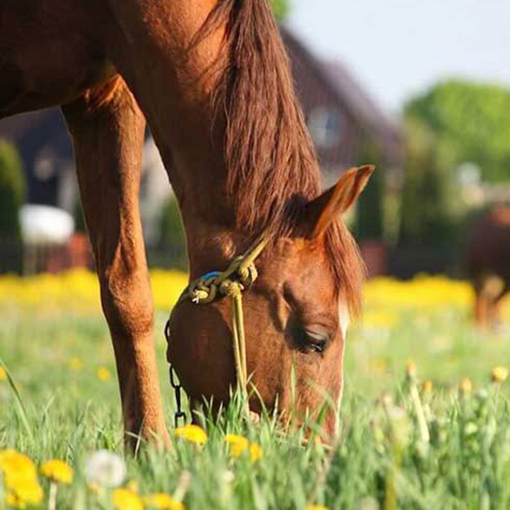 Horse Feed