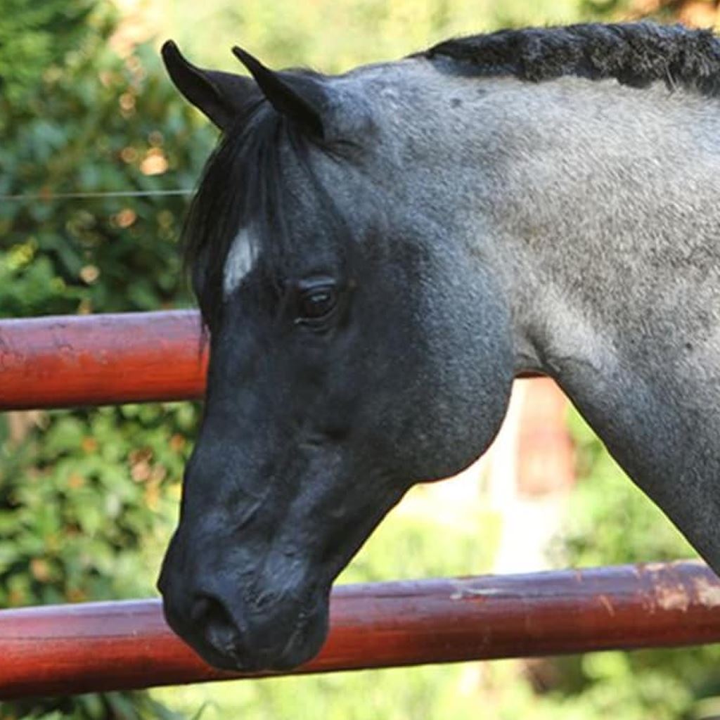 Buy Horse Health Care Online Southside Stockfeeds Kilmore