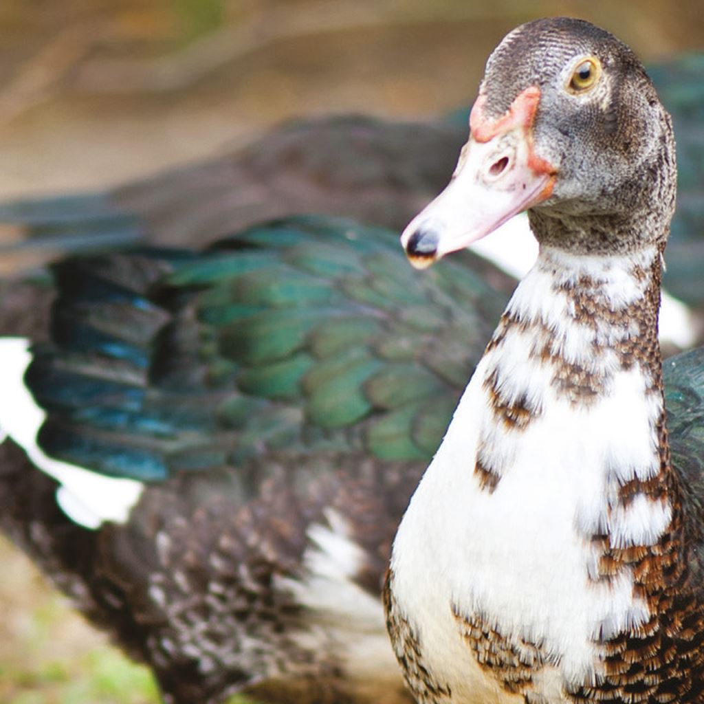 Poultry Accessories