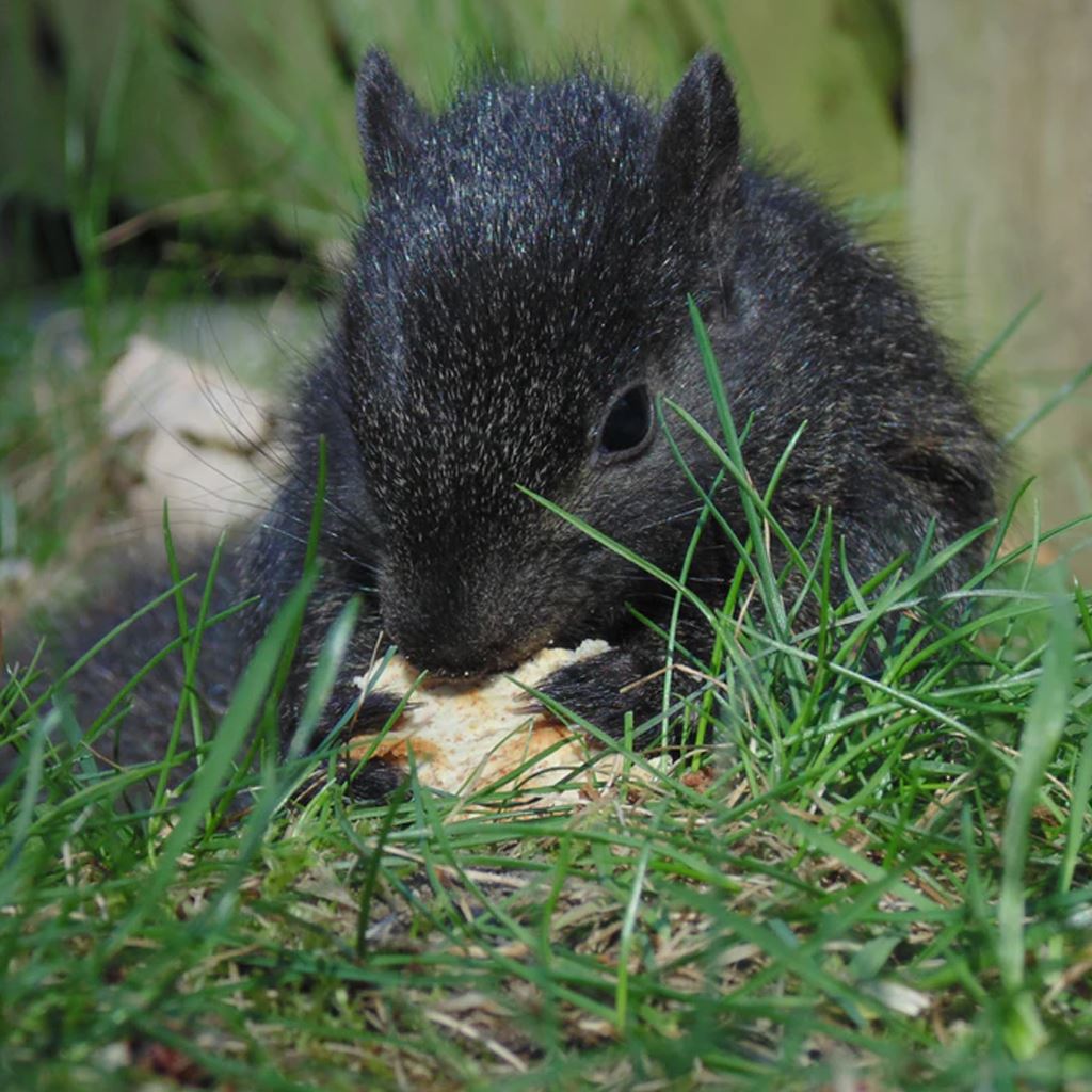 Small Animal Feed