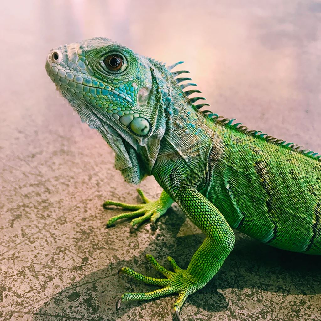 Reptile Food