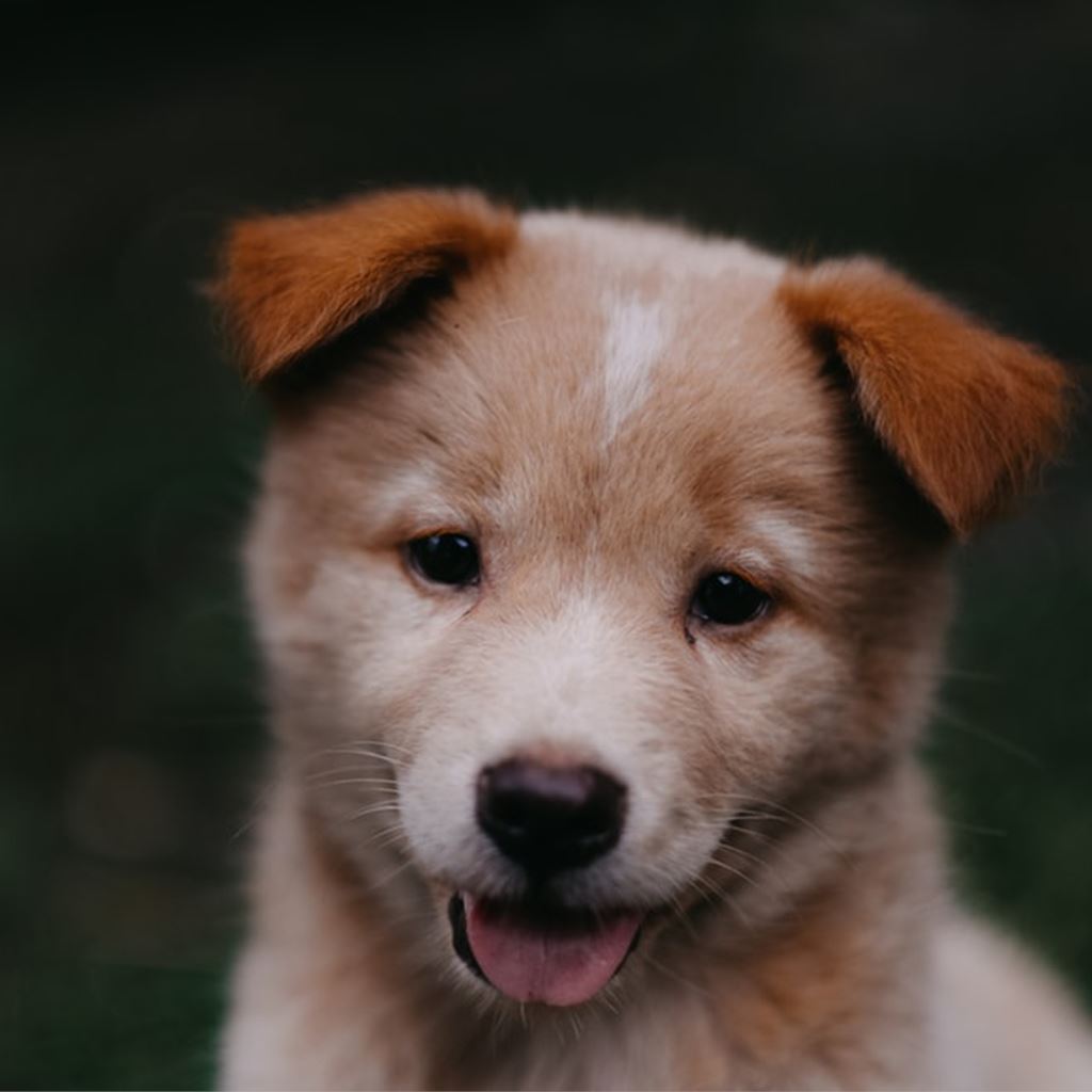 Dog Supplies & Products