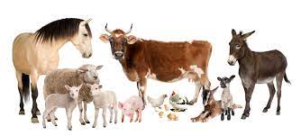 DOMESTIC ANIMALS