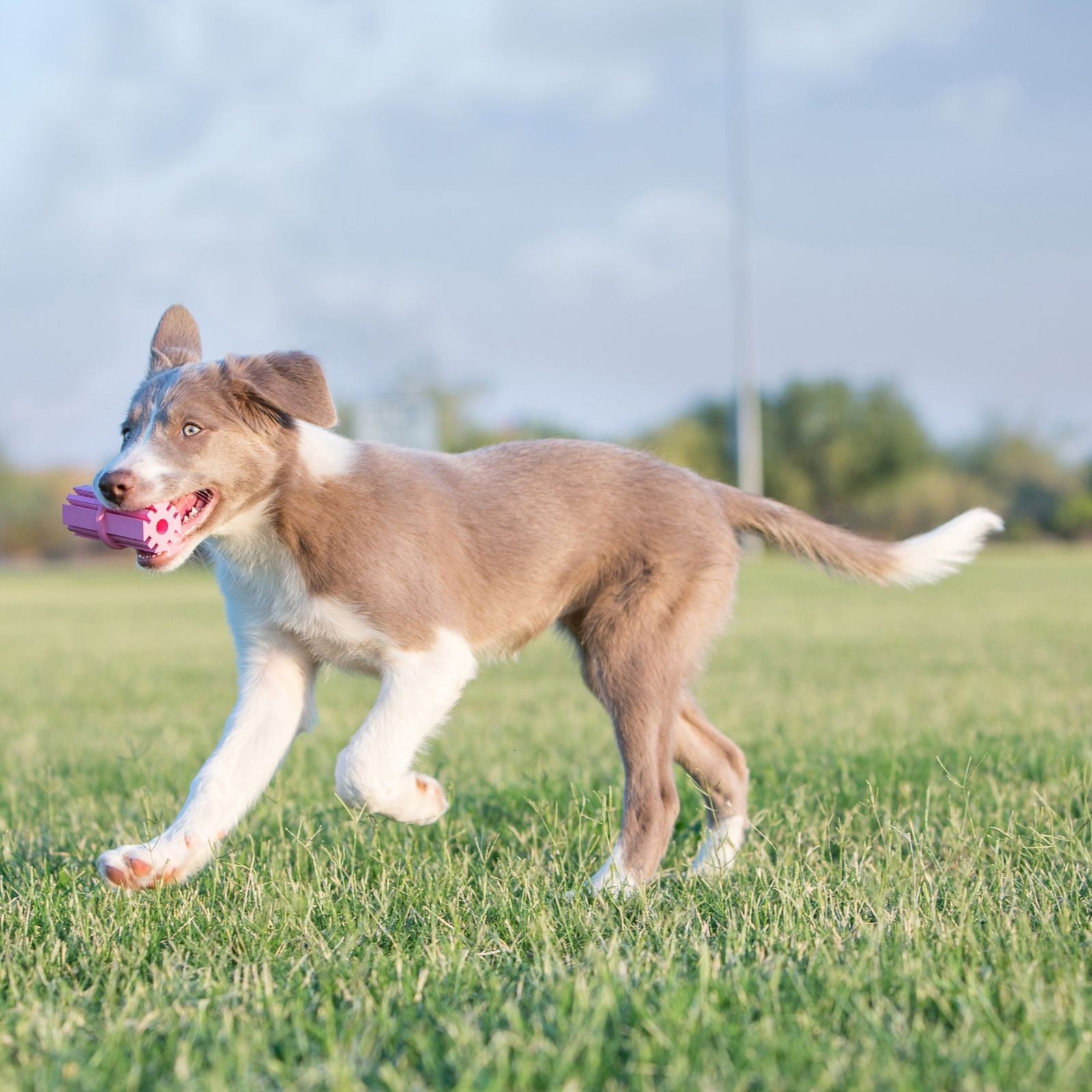 Kong Teething Stick Puppy Large Blue. [sz:large]