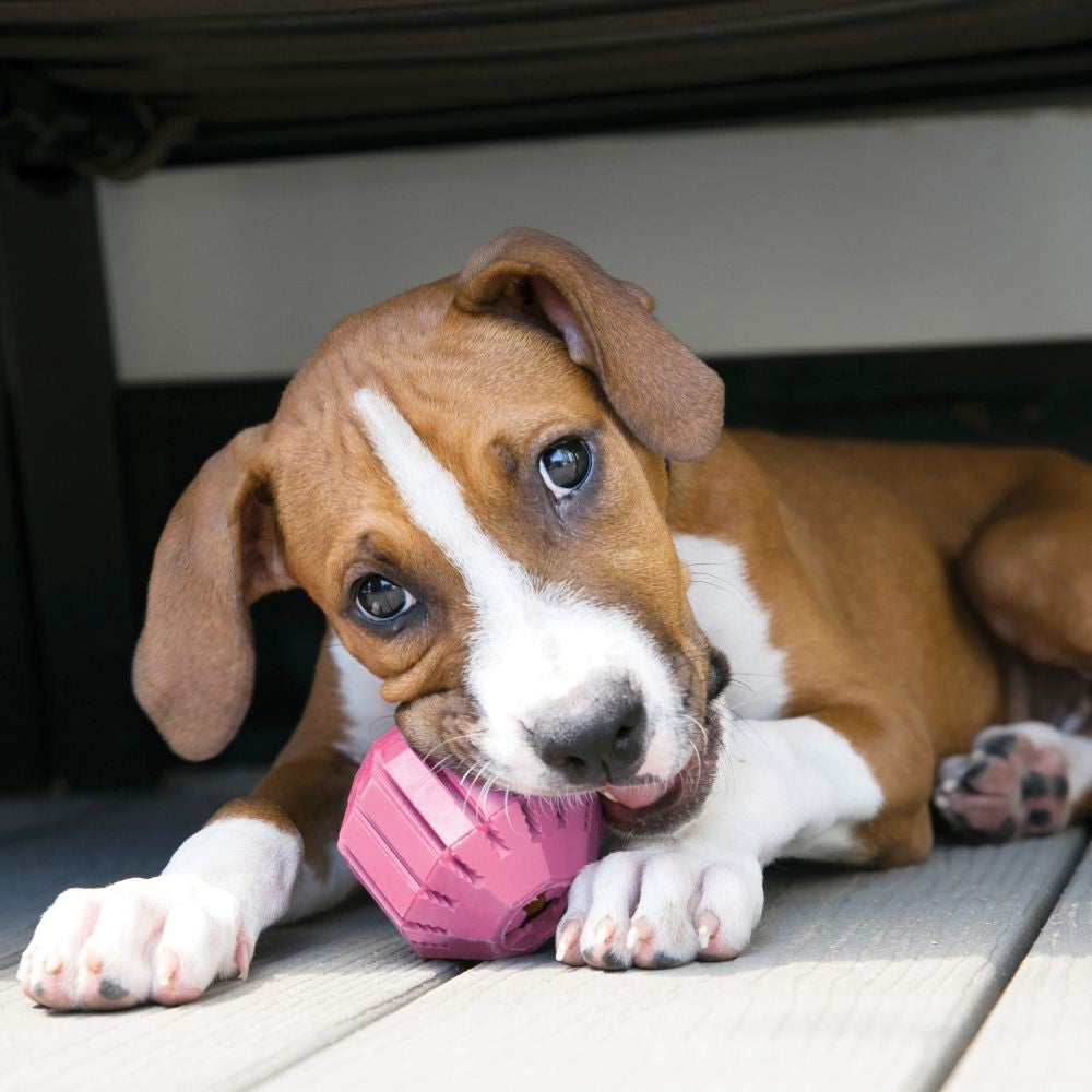 Kong Activity Ball Puppy Medium Pink.