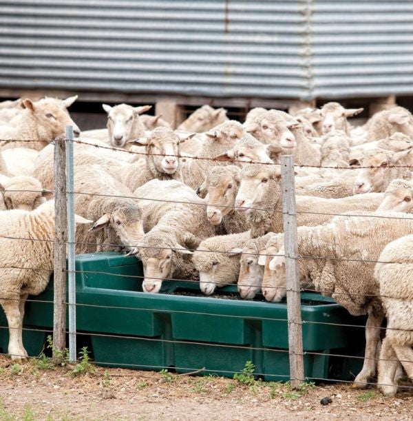 Polymaster Supa Trough [ltr:600ltr]