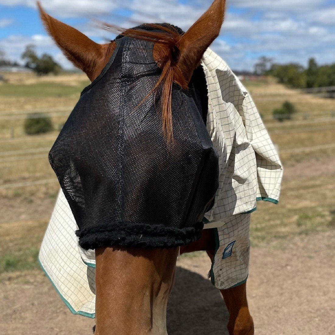 AXCEL FLY MASKS XL | Southside Stockfeeds Kilmore