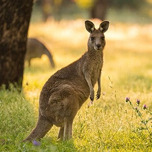 Barastoc Kangaroo and Wallaby Pellet 20kg